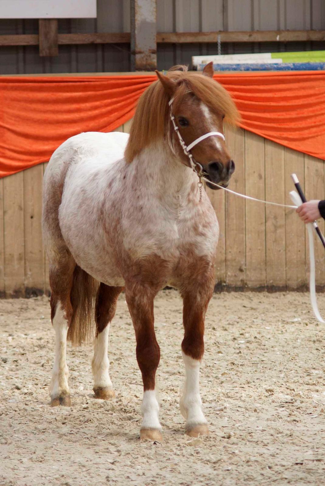 Welsh Mountain (sec A) Llwynneath Emlyn billede 4