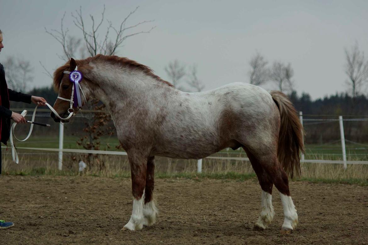 Welsh Mountain (sec A) Llwynneath Emlyn billede 5