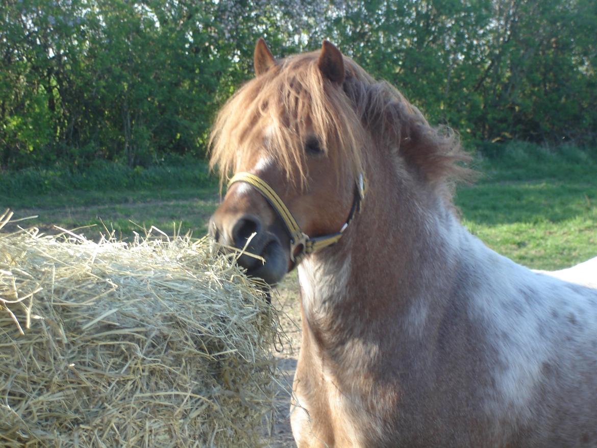Welsh Mountain (sec A) Llwynneath Emlyn billede 6