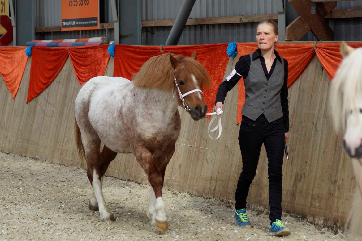 Welsh Mountain (sec A) Llwynneath Emlyn billede 7