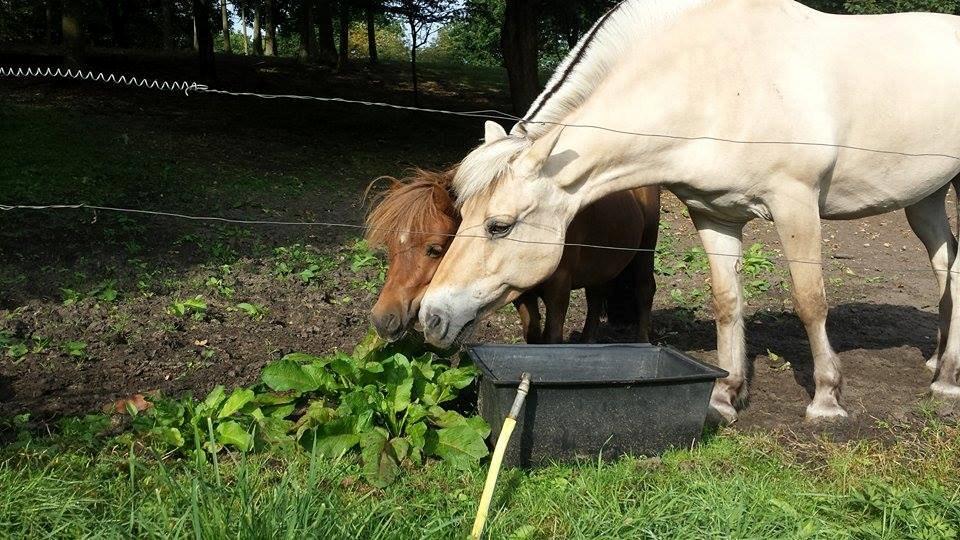 Shetlænder Nala billede 2