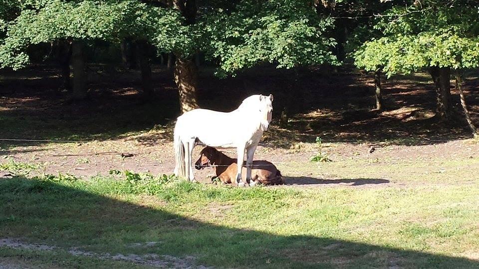 Shetlænder Nala billede 3