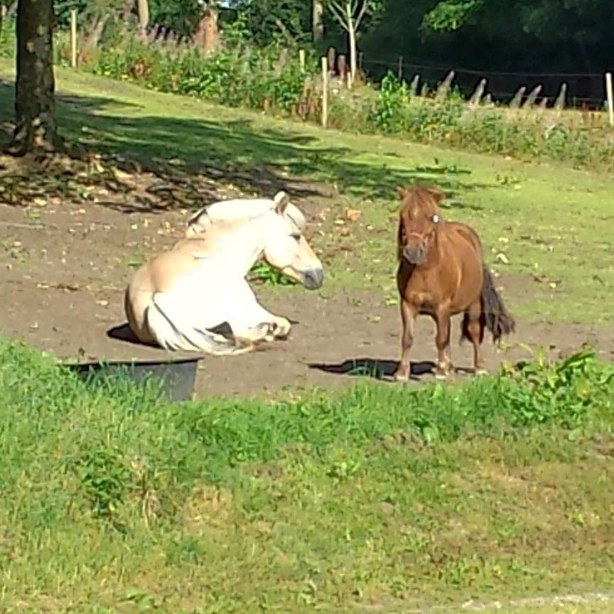 Shetlænder Nala billede 4