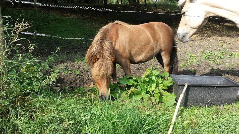 Shetlænder Nala billede 5