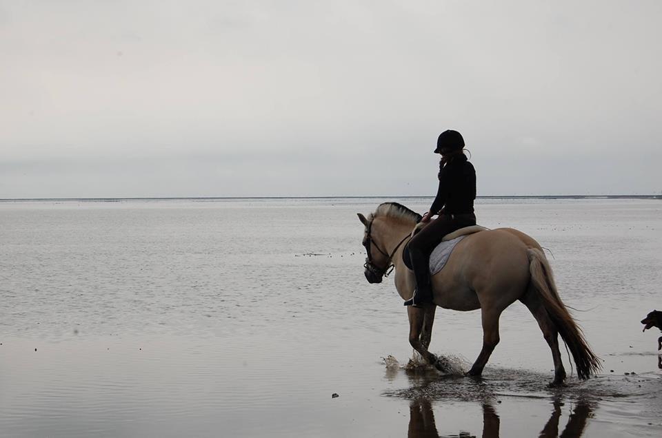 Fjordhest Tenessa billede 4