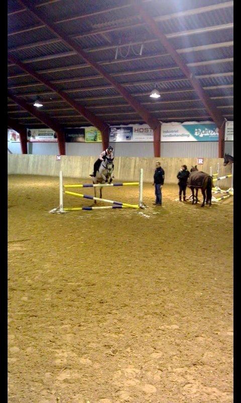 Knabstrupper Rufus den almægtige billede 12