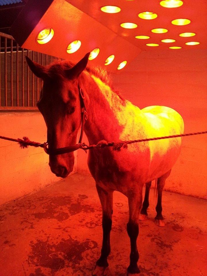 Knabstrupper Rufus den almægtige billede 13