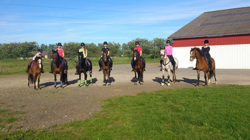 Knabstrupper Rufus den almægtige billede 14