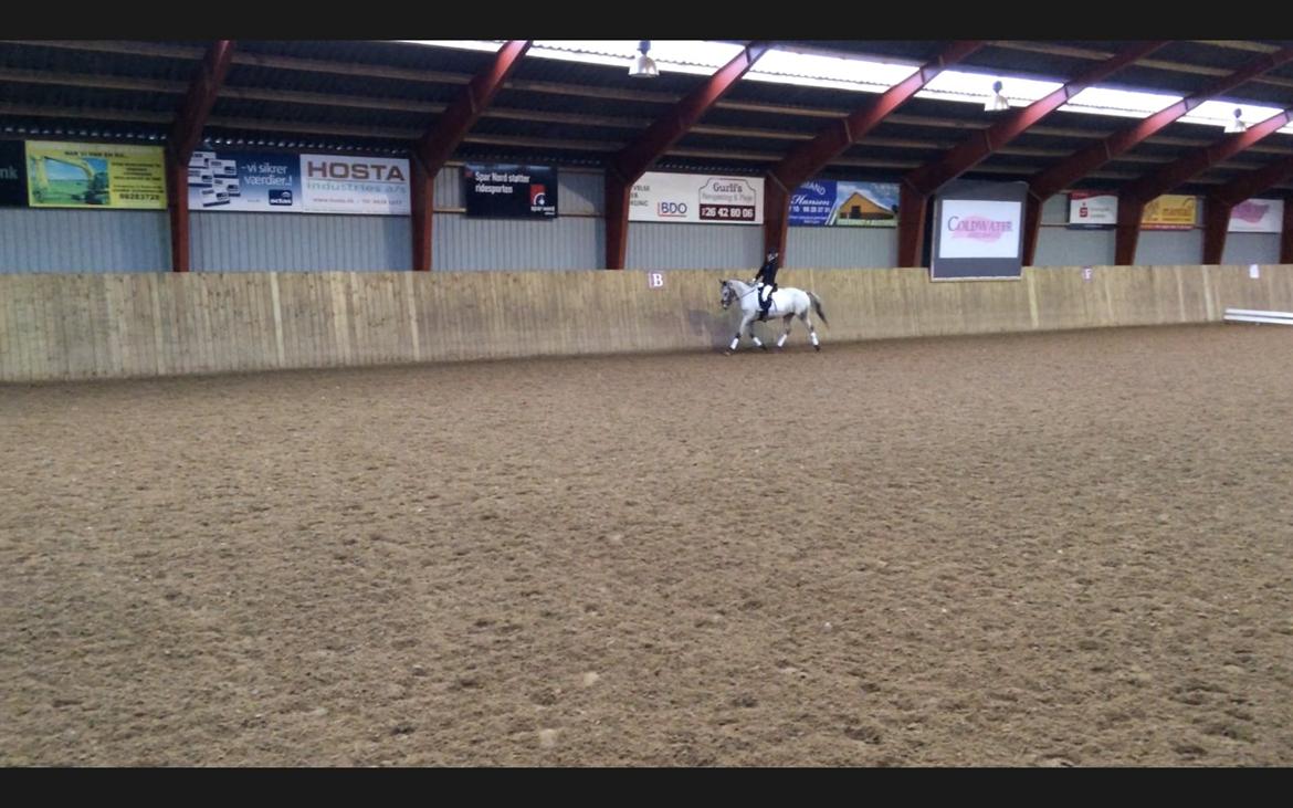 Knabstrupper Rufus den almægtige billede 3