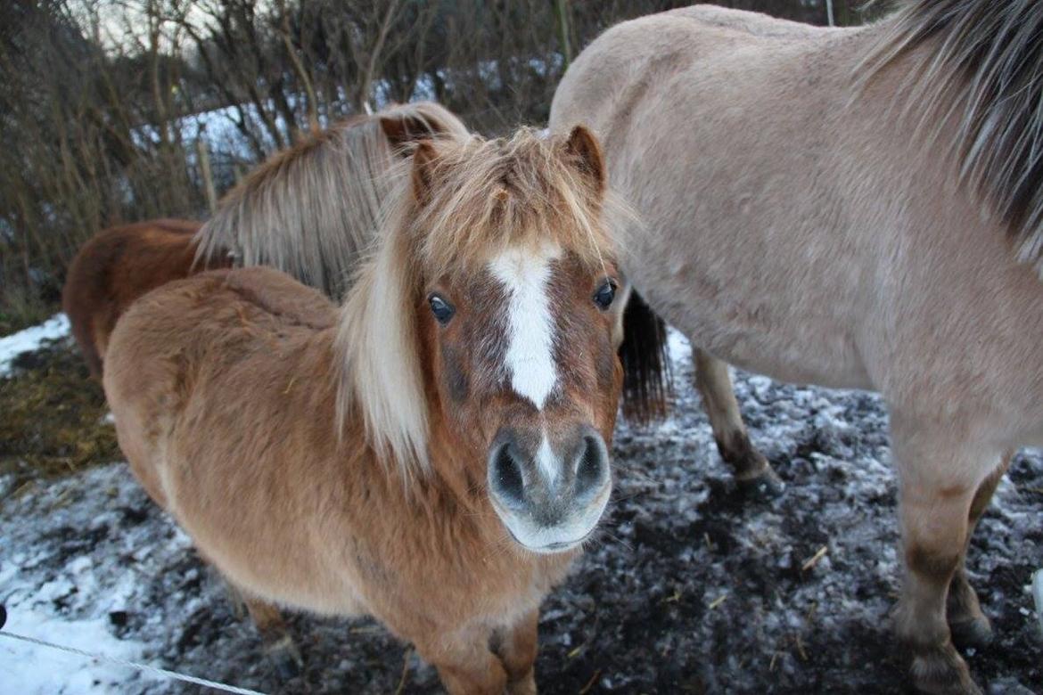 Shetlænder Sandagers Django billede 24