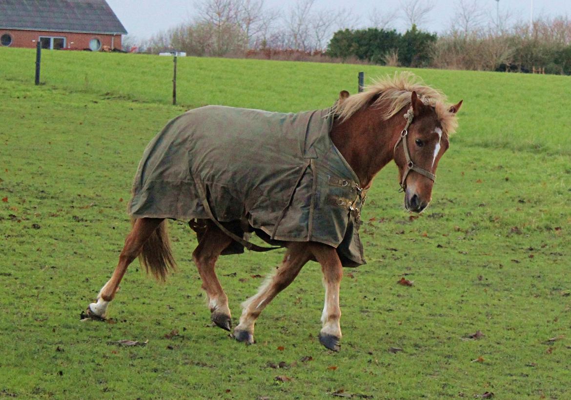 New Forest Mr. Hidalgo Jabidi billede 11