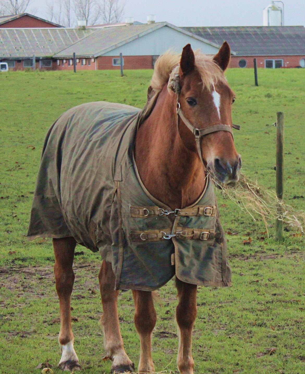 New Forest Mr. Hidalgo Jabidi billede 4