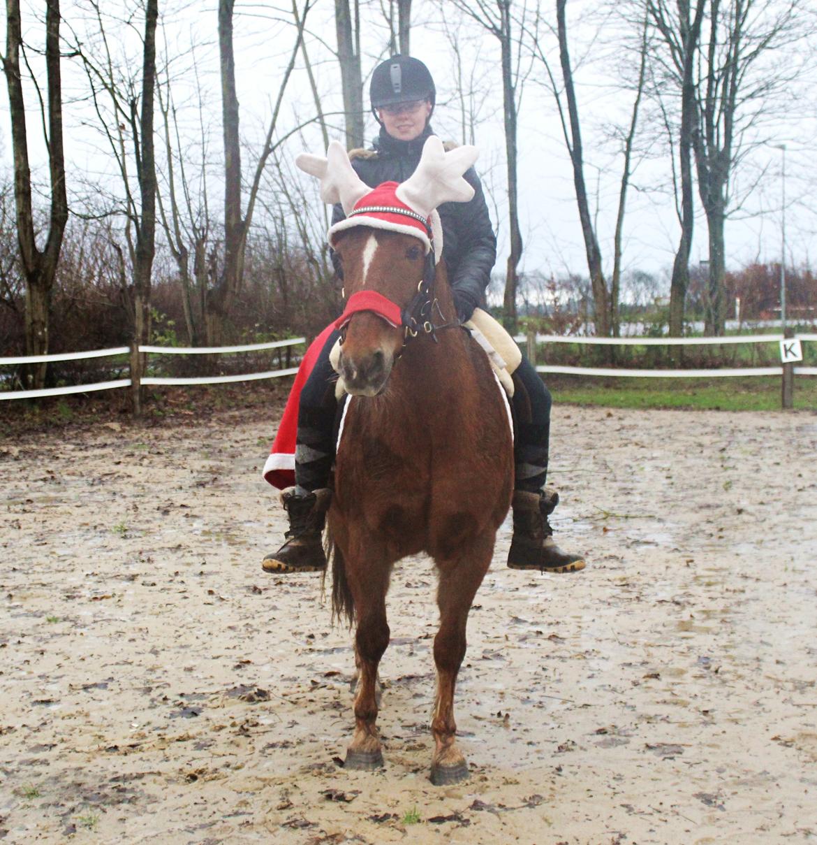 New Forest Mr. Hidalgo Jabidi billede 6