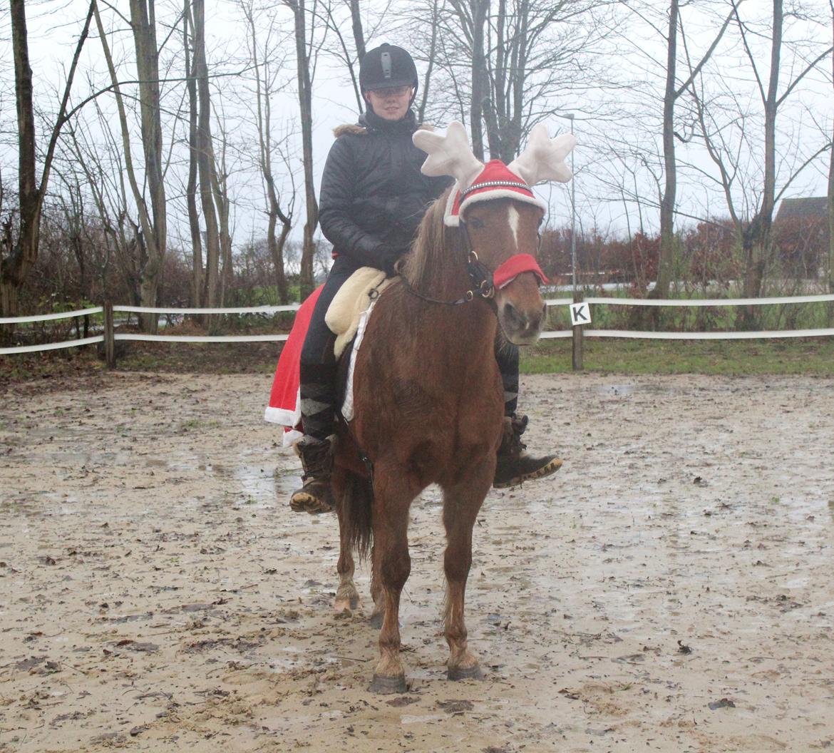 New Forest Mr. Hidalgo Jabidi billede 12