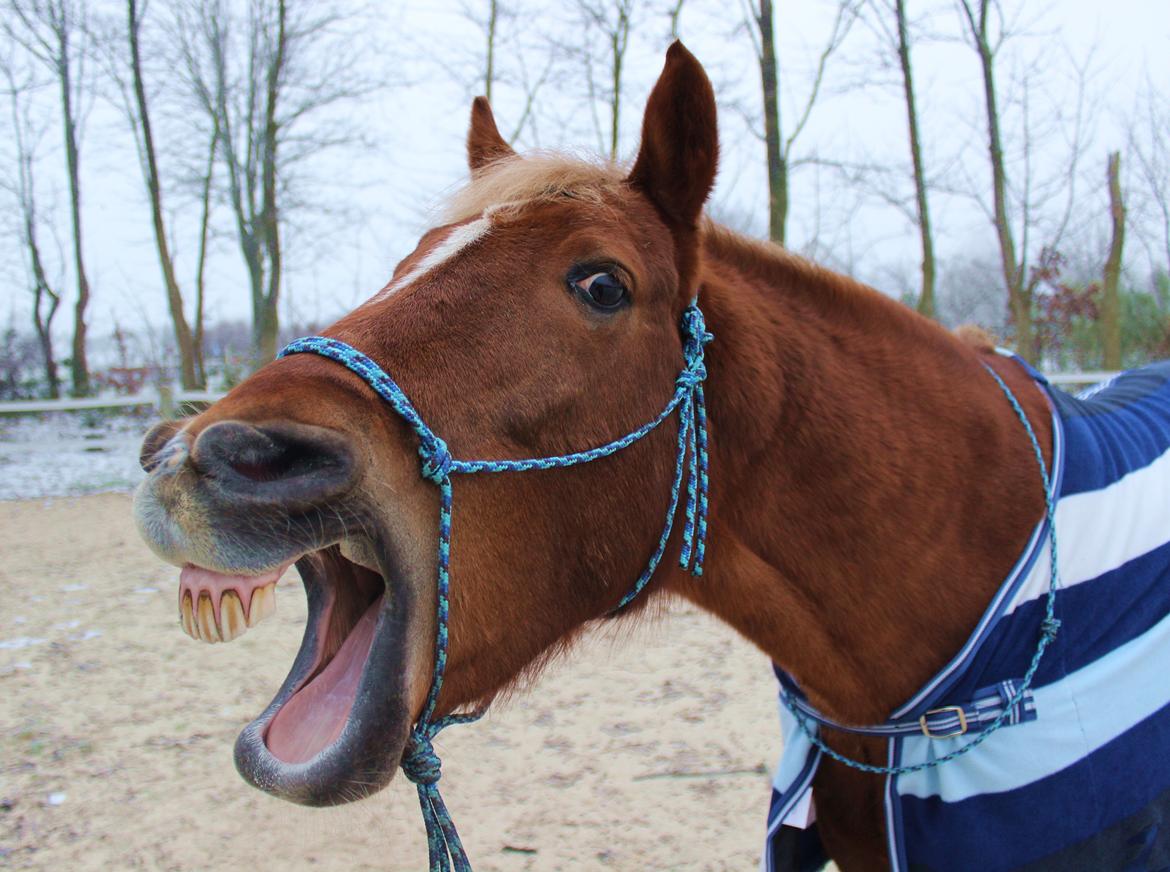 New Forest Mr. Hidalgo Jabidi billede 5