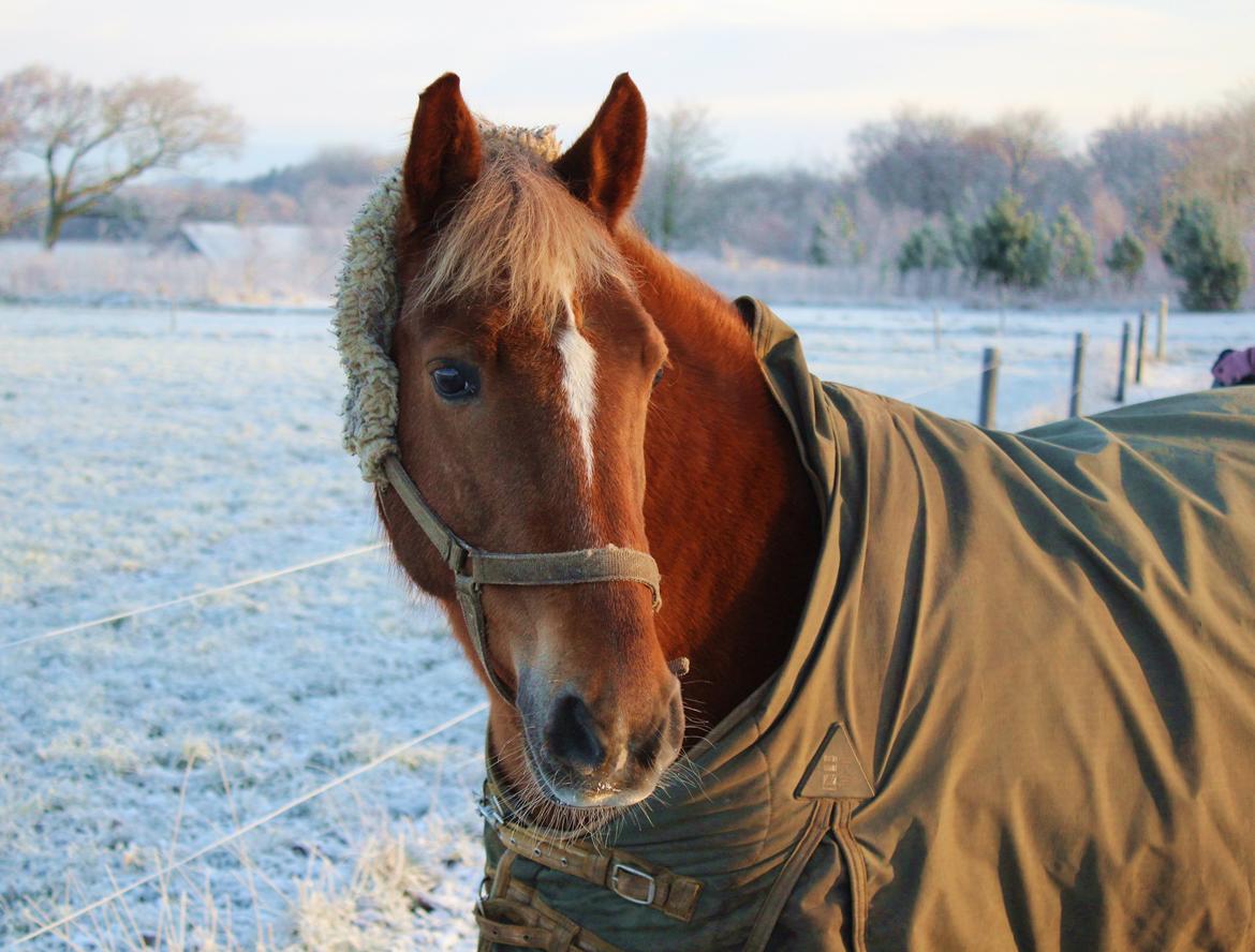 New Forest Mr. Hidalgo Jabidi billede 14