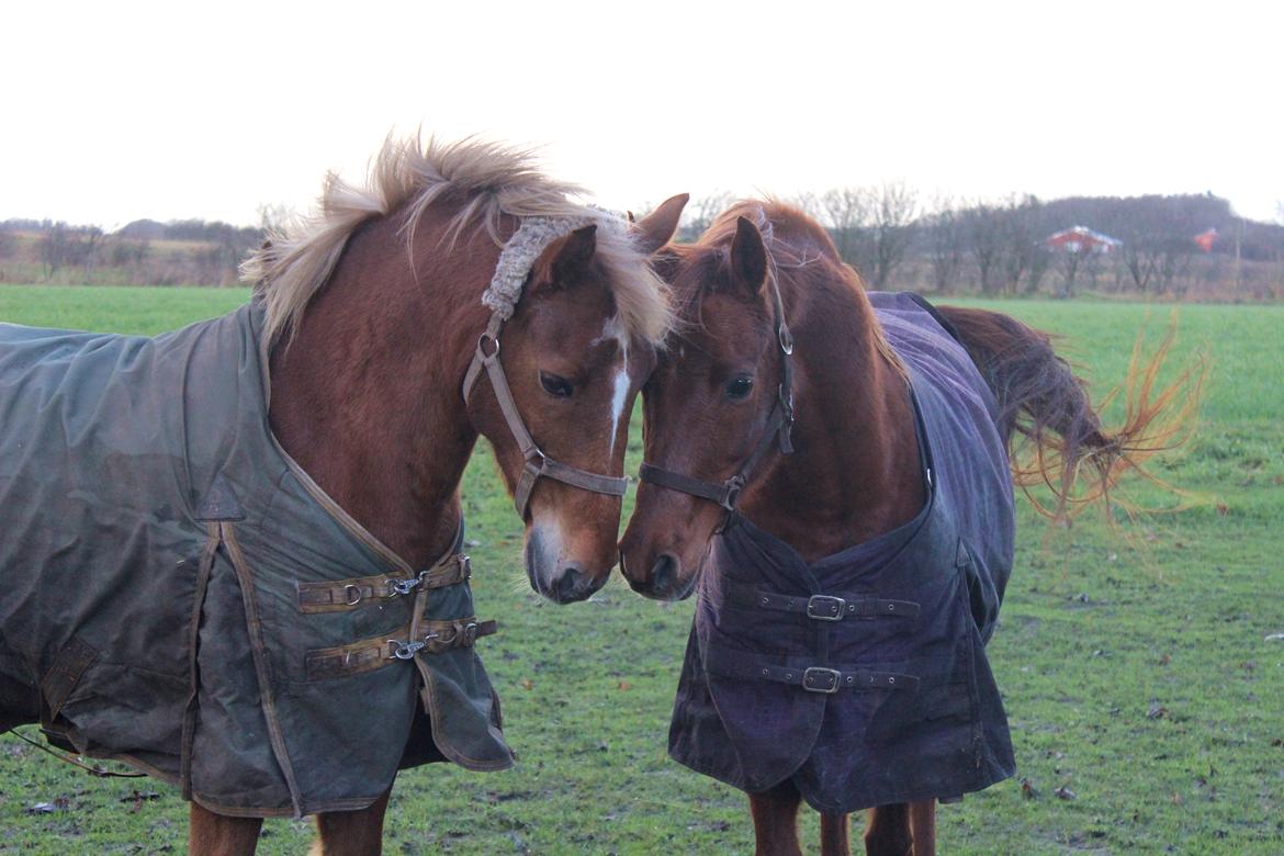 New Forest Mr. Hidalgo Jabidi billede 15