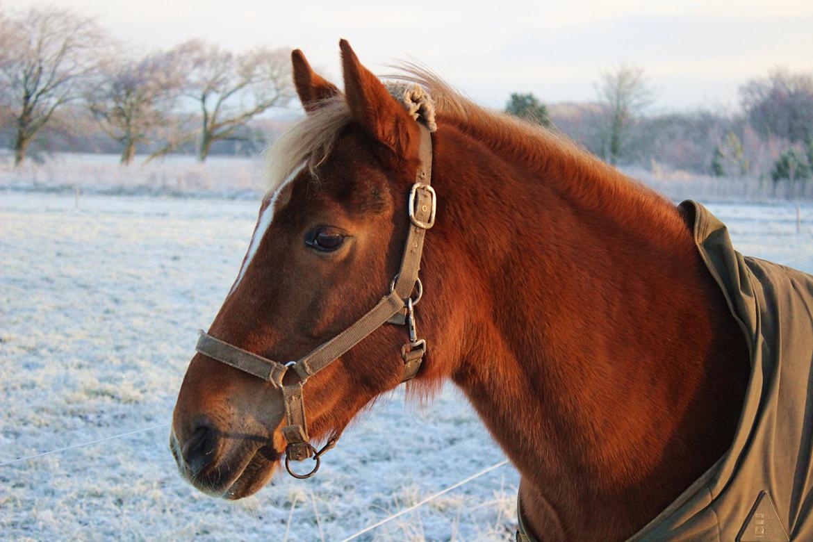 New Forest Mr. Hidalgo Jabidi billede 1