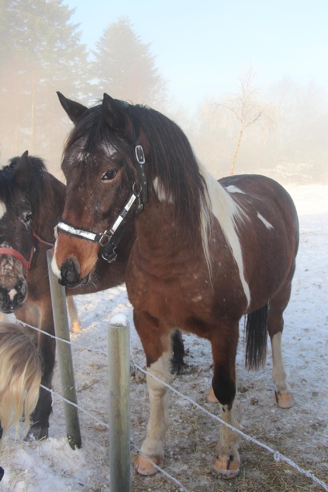 Pinto Rugholms Fire billede 2