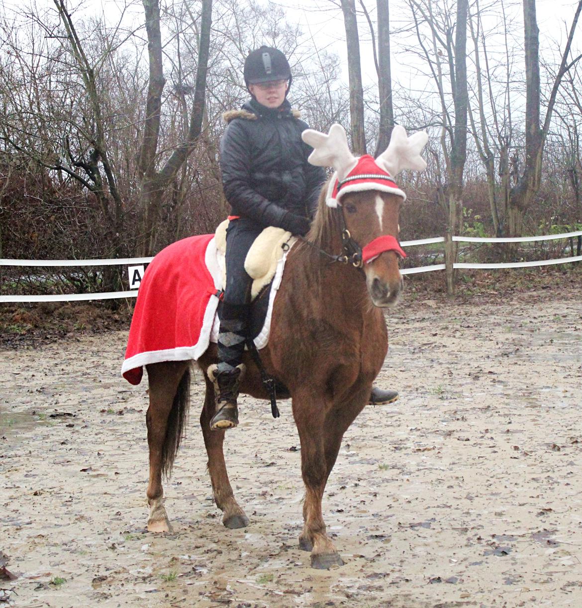 New Forest Mr. Hidalgo Jabidi billede 17