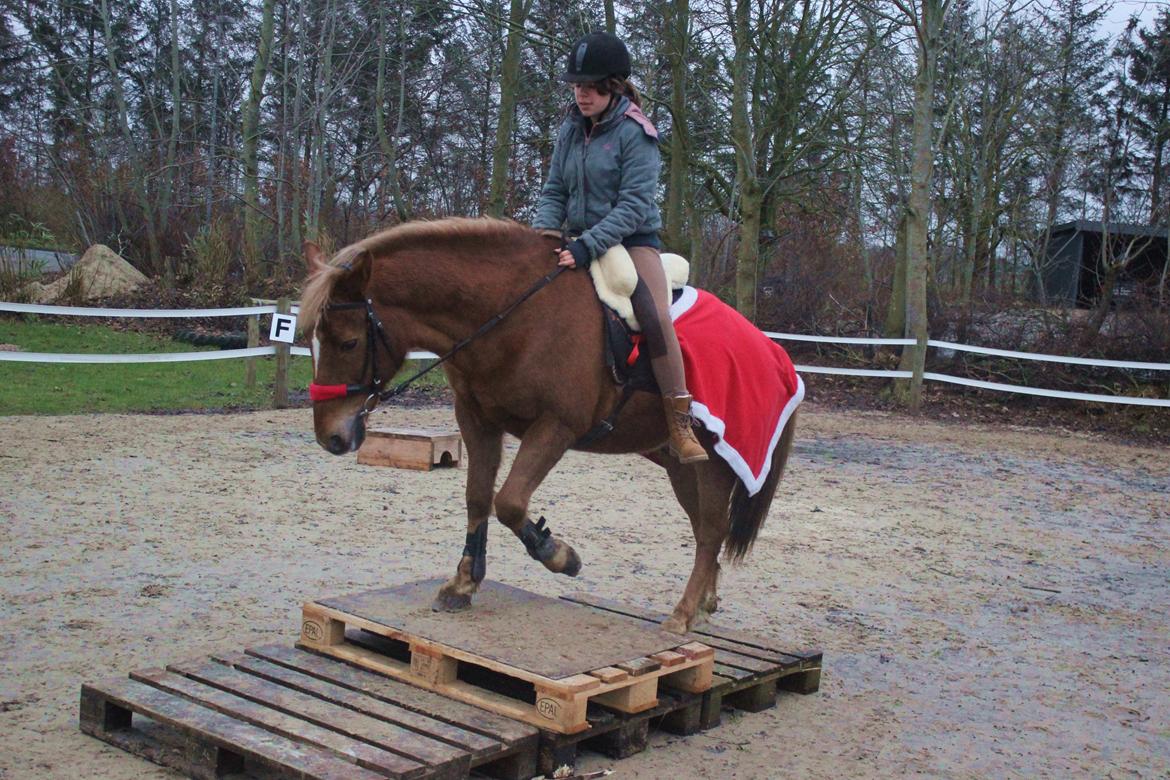 New Forest Mr. Hidalgo Jabidi billede 16