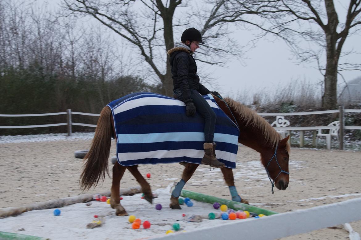 New Forest Mr. Hidalgo Jabidi billede 8