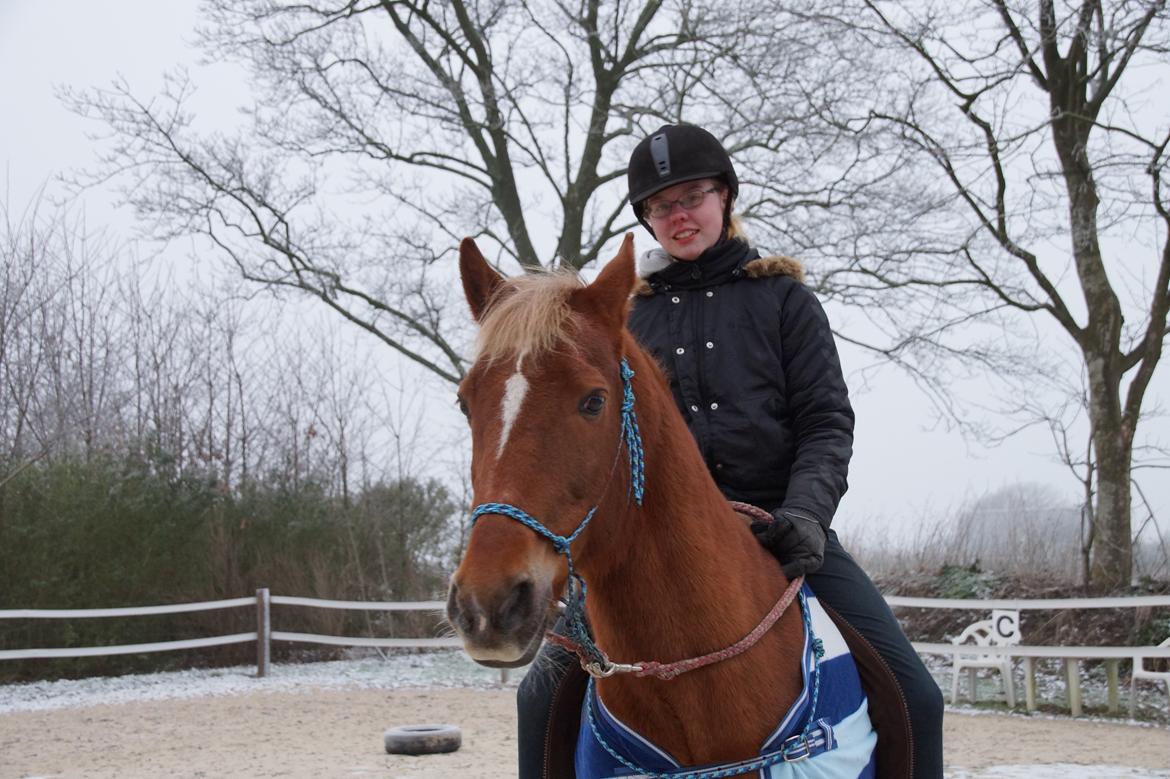 New Forest Mr. Hidalgo Jabidi billede 9