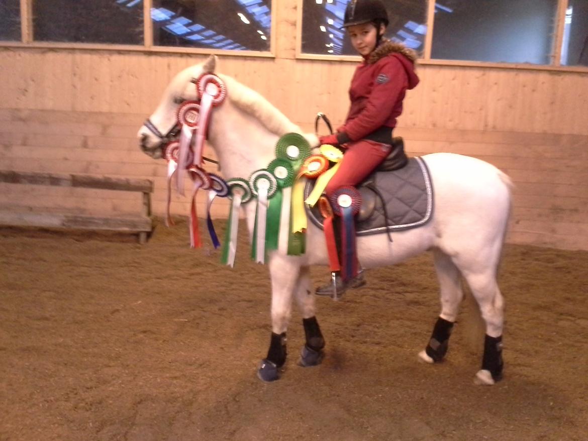 Welsh Pony (sec B) Speedy Gonzarles billede 1