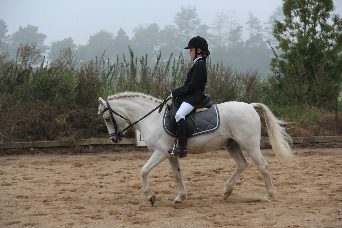 Welsh Pony (sec B) Speedy Gonzarles billede 24