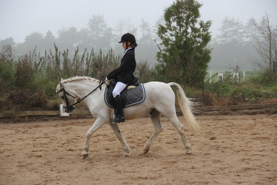 Welsh Pony (sec B) Speedy Gonzarles billede 26