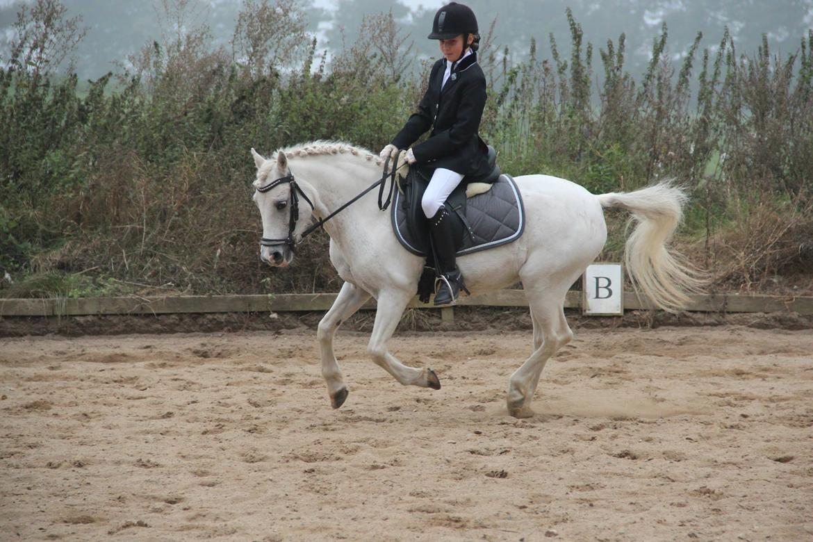 Welsh Pony (sec B) Speedy Gonzarles billede 27