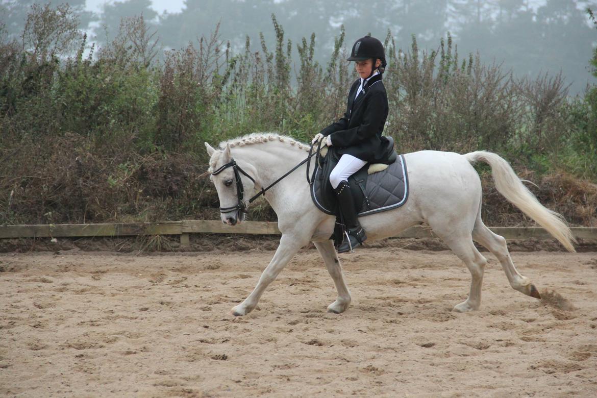 Welsh Pony (sec B) Speedy Gonzarles billede 28