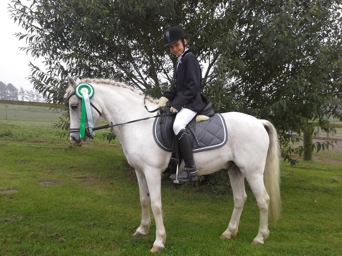 Welsh Pony (sec B) Speedy Gonzarles billede 23