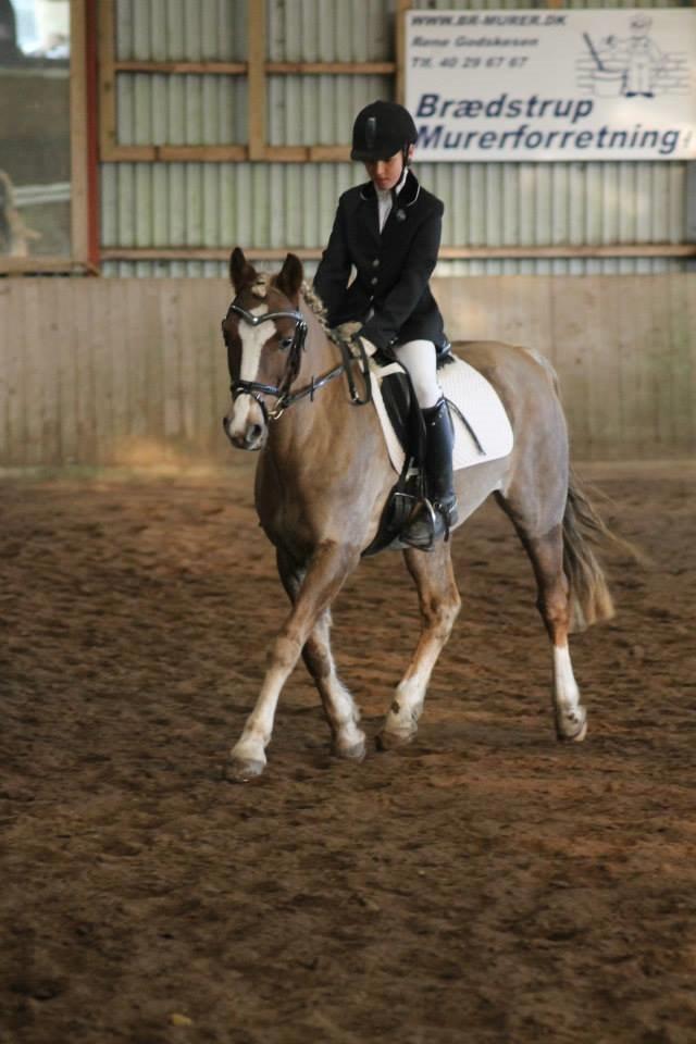 Anden særlig race Salvador billede 33