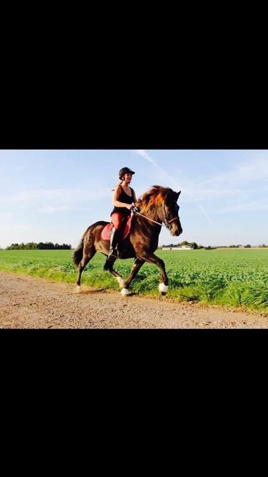 Islænder Orri fra Dalur - Hyggelig ridetur <3 billede 5