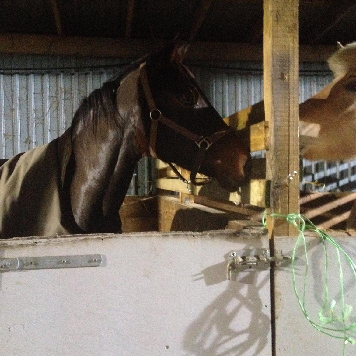 Oldenborg Tiedemanns Duchess billede 4