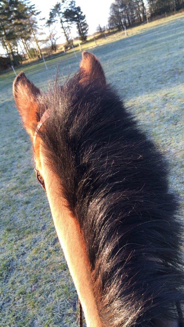 Hollandsk Sportspony Jasmijn billede 41