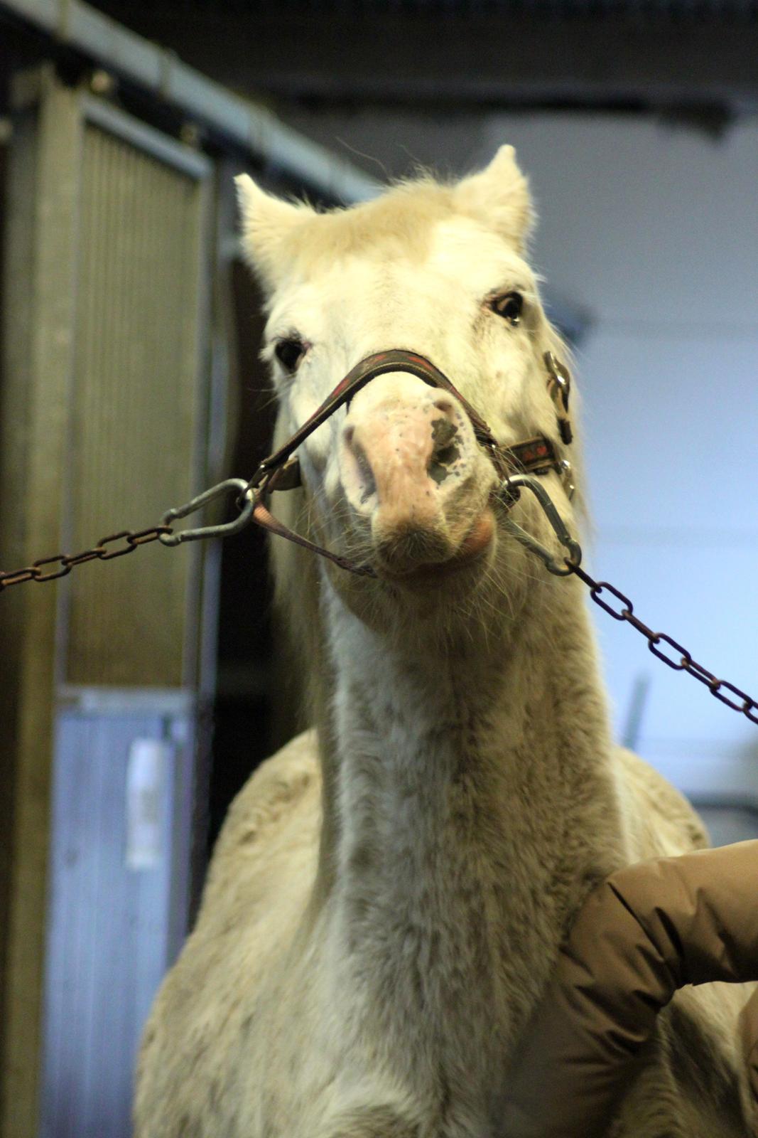 Anden særlig race Peter Plys - halv pony... og lama?? billede 5