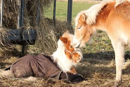 Haflinger Banditten *solgt* billede 17