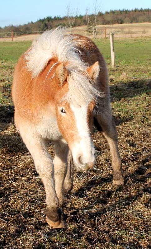 Haflinger Banditten *solgt* billede 20