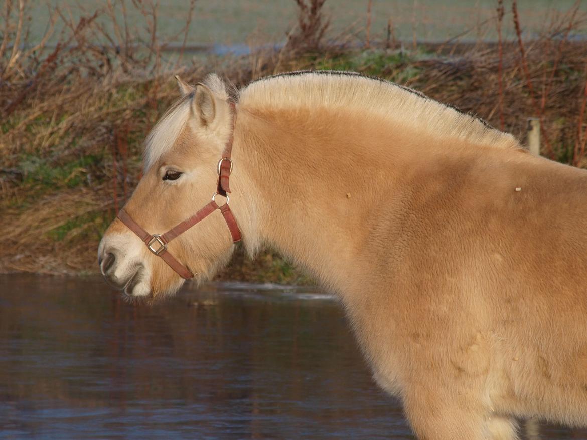 Fjordhest Fjordbækkens sifong billede 3