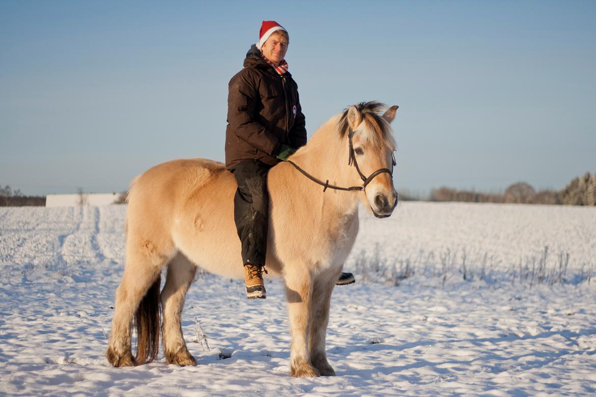 Fjordhest Fjord - Hygge i sneen - dec 2014 billede 13