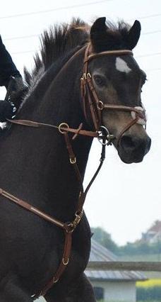 Welsh Partbred (Sec F) - Backersdal's Gaston - Taget af: DJ-FOTO Ditte jørgensen.
Stævne i ÆRR Ida & Backerdals Gaston billede 10