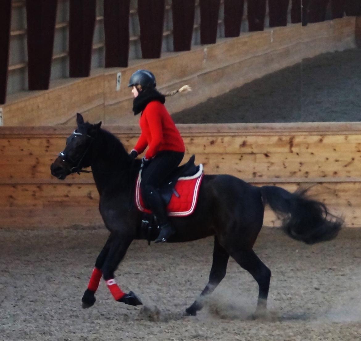 Anden særlig race Gipsy Girl billede 5