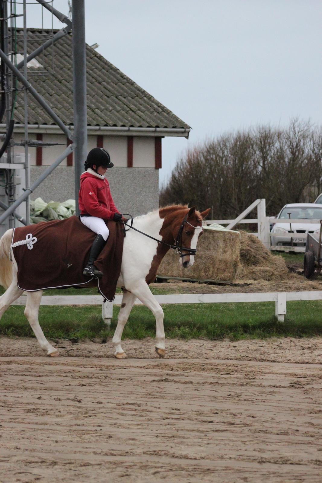 Pinto Bredkærgaards Sandro - Opvarmning til vores første stævne. billede 3