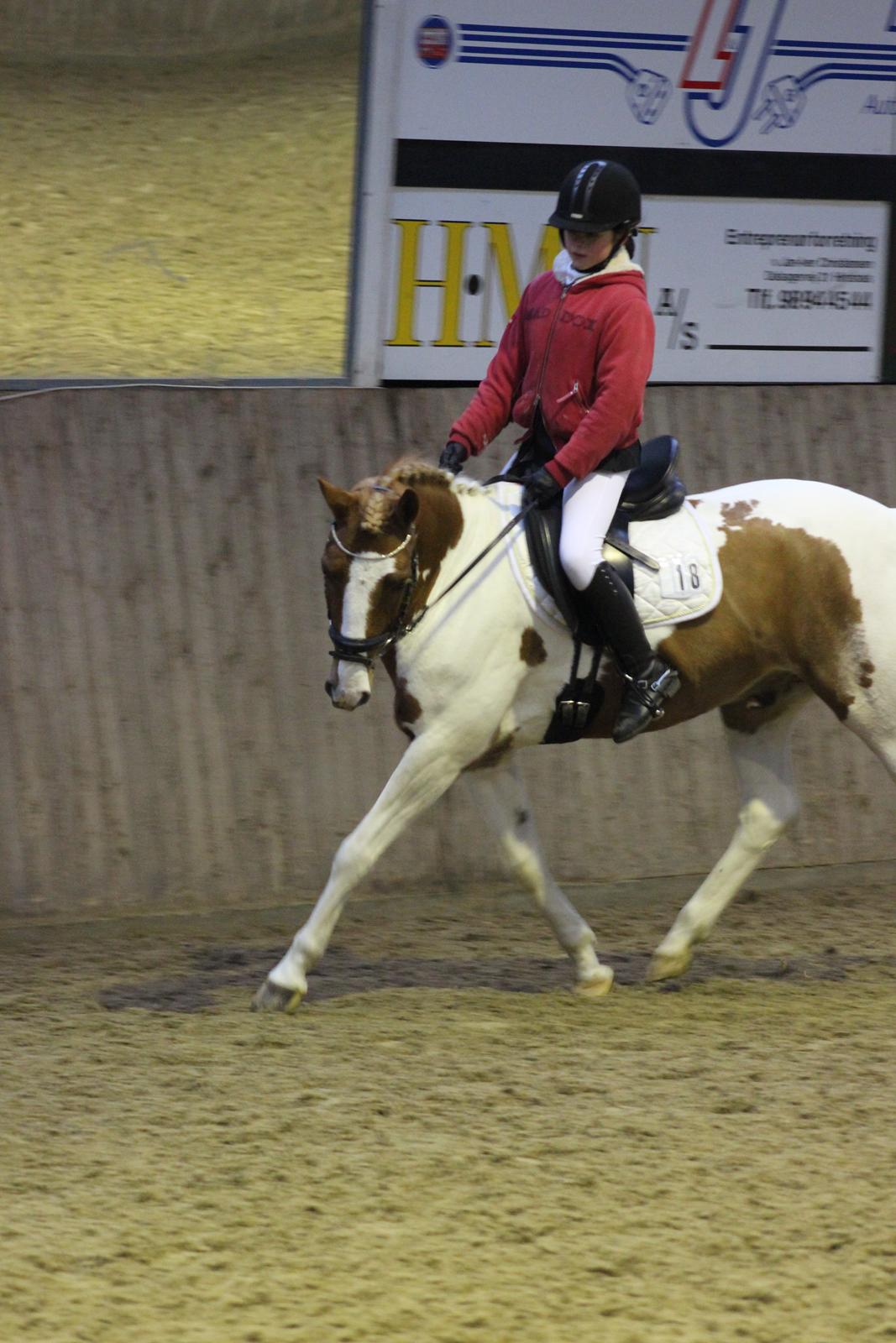 Pinto Bredkærgaards Sandro - Opvarmning billede 6