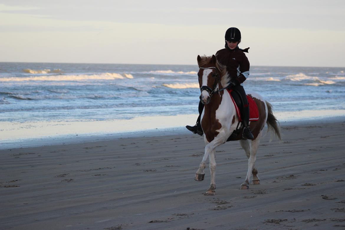 Pinto Bredkærgaards Sandro - Første strandtur, i galop. billede 8