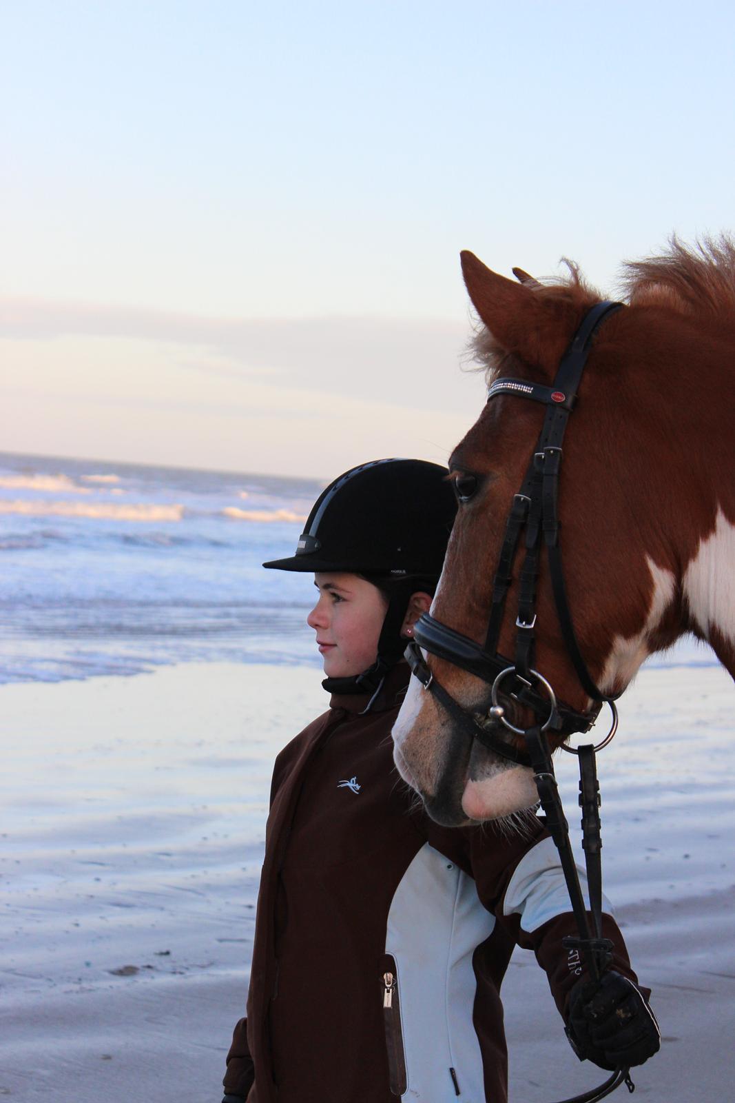 Pinto Bredkærgaards Sandro - Foto modellerne Freja & Sandro <3 billede 10