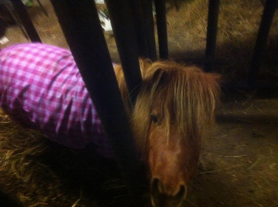 Anden særlig race Line billede 18