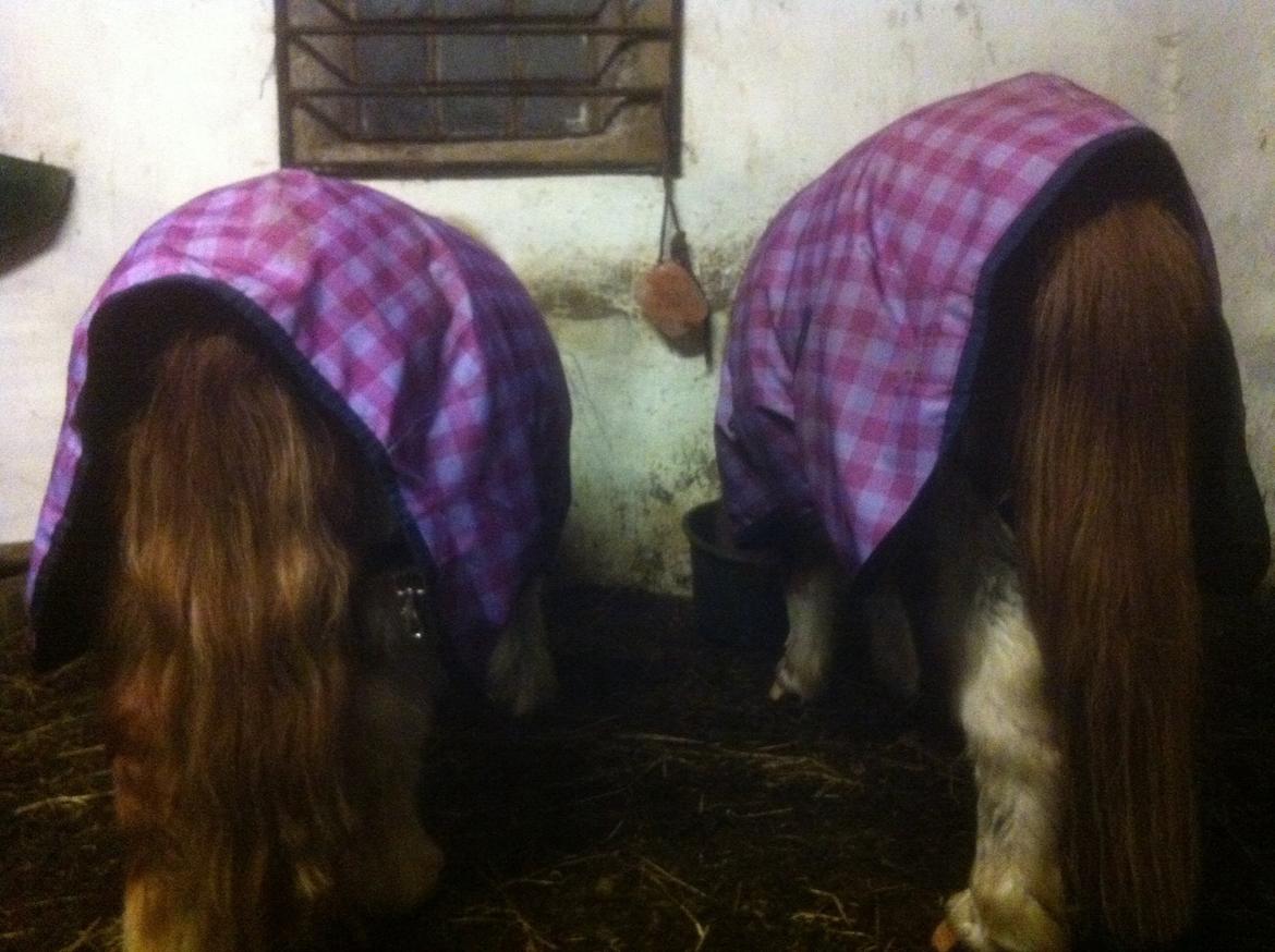 Anden særlig race Line billede 19